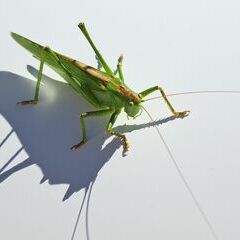 unverortetes Flugbild